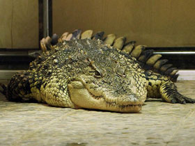 Фото Нильский крокодил