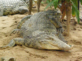 Фото Нильский крокодил