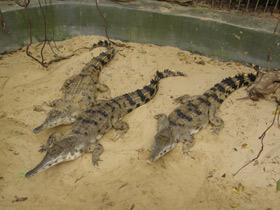 Фото Узкорылый крокодил