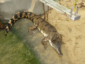 Фото Узкорылый крокодил