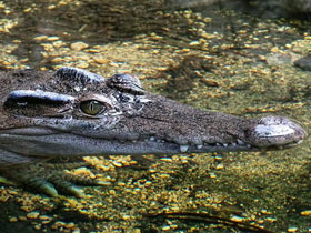 Фото Филиппинский крокодил
