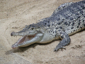 Фото Новогвинейский крокодил