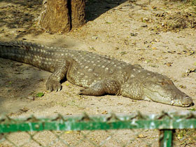 Фото Болотный крокодил