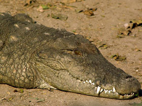 Фото Болотный крокодил