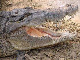 Фото Гребнистый крокодил