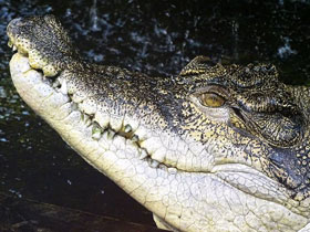 Фото Гребнистый крокодил