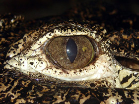 Фото Кубинский крокодил