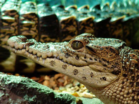 Фото Крокодил. Улыбчивый людоед