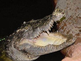 Фото Сиамский крокодил