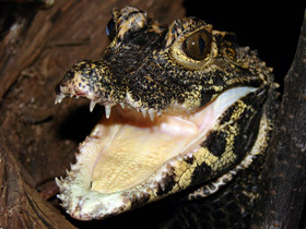 Фото Тупорылый крокодил