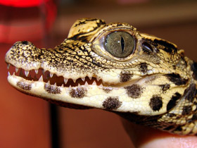 Фото Тупорылый крокодил