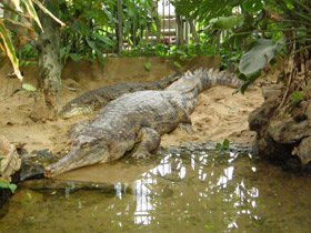 Фото Гавиаловый крокодил