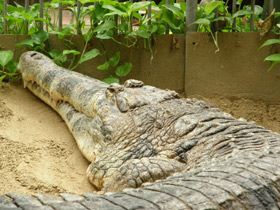 Фото Гавиаловый крокодил