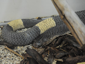 Фото Самые опасные змеи