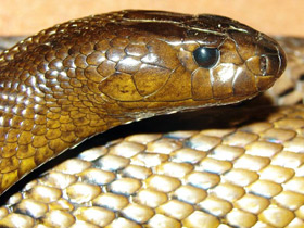 Фото Самые опасные змеи