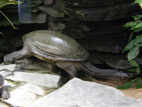 Фото Змеиношейная черепаха Зибенрока