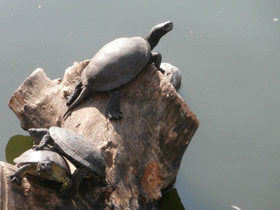 Фото Болотная черепаха