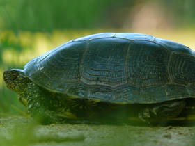 Фото Болотная черепаха