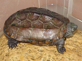 Фото Китайская трёхкилевая черепаха