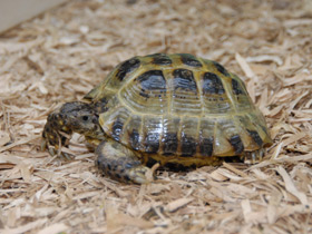 Фото 10 интересных фактов о черепахах