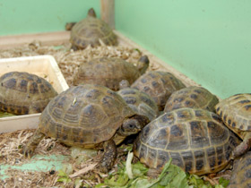 Фото Среднеазиатская черепаха