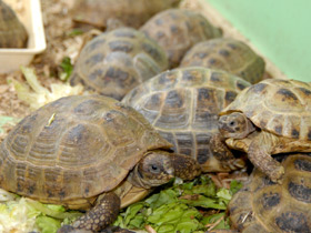 Фото Среднеазиатская черепаха