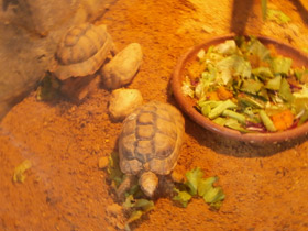Фото Египетская черепаха