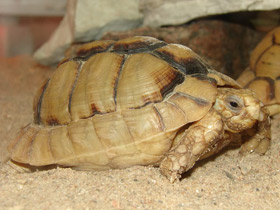 Фото Египетская черепаха