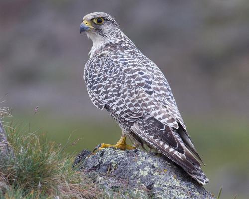 Кречет фото (Falco rusticolus)