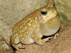 Фото Красноногая ботсванская жаба