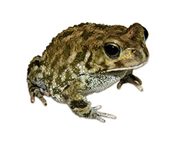 Фото Красноногая ботсванская жаба