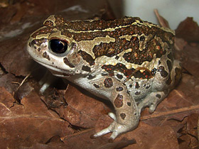 Пуштунская жаба