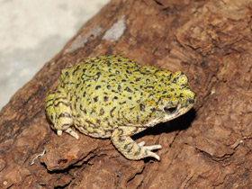 Фото Сверчковая жаба