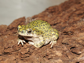 Фото Сверчковая жаба