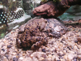 Фото Талышская жаба