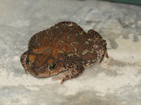 Карибская жаба