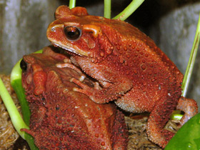 Вьетнамская горная жаба