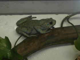 Фото Желтопятнистая жаба