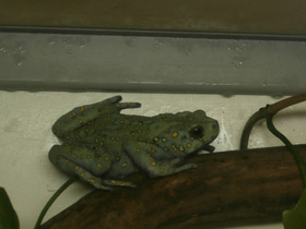Фото Желтопятнистая жаба