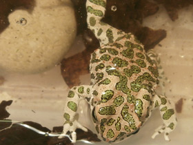 Фото Зелёная жаба