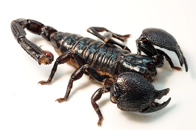 Императорский скорпион (Pandinus imh1erator) - Окружающий мир для  любознательных | Некоммерческий учебно-познавательный интернет-портал  Зоогалактика