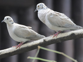 Лесные голуби - Записки Натуралиста | Некоммерческий учебно-познавательный  интернет-портал Зоогалактика