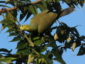 Фото Полосатохвостый зелёный голубь