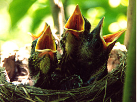 Фото Странствующее гнездо