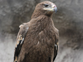 Фото Степной орел