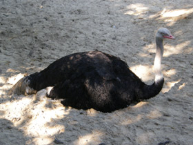 Фото Африканский страус