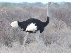 Фото Сомалийский страус