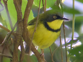 Фото Apalis flavigularis