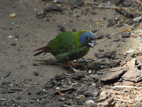 Фото Трехцветная попугайная амадина
