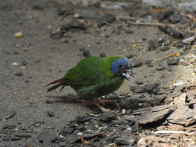 Фото Трехцветная попугайная амадина